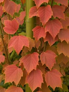 Rostbart-Ahorn / Rostnerviger Ahorn /  Acer rufinerve