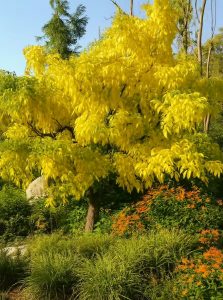 Amur-Korkbaum / Phellodendron amurense