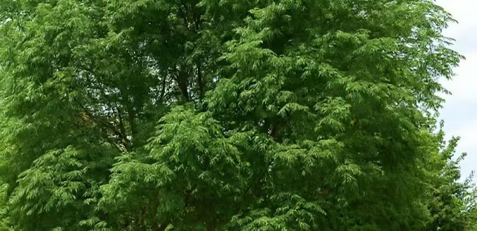 Zedrachbaum / Paternosterbaum / Persischer Flieder / Chinesischer Holunder