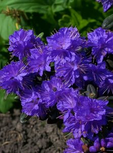 Zwergrhododendron 'Azurika' Rhododendron impeditum 'Azurika'
