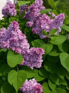 Gartenflieder / Gewöhnlicher Flieder / Edelflieder 'Paul Thirion' / Syringa vulgaris 'Paul Thirion'