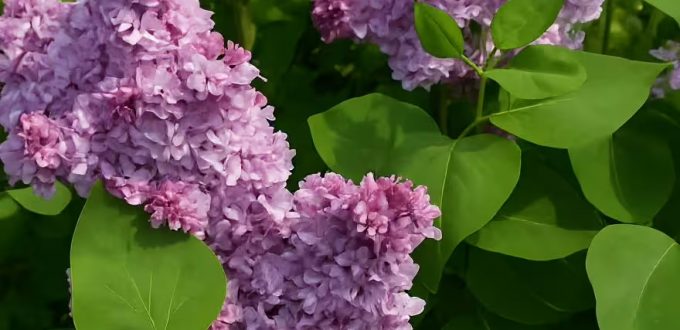 Gartenflieder / Gewöhnlicher Flieder / Edelflieder 'Paul Thirion' / Syringa vulgaris 'Paul Thirion'