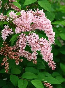 Bogen-Flieder / Hänge-Flieder / Syringa komarowii reflexa