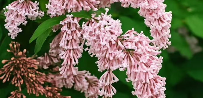 Bogen-Flieder / Hänge-Flieder / Syringa komarowii reflexa