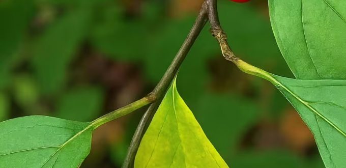 Gewürzbaum / Fieberbaum / Lindera benzoin