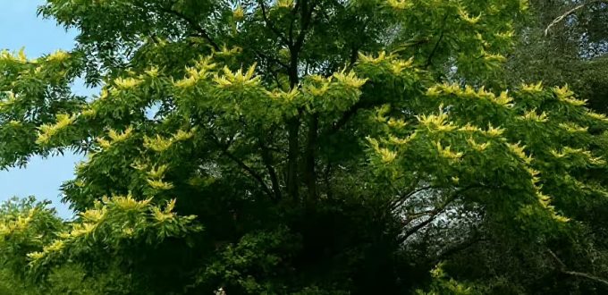 Asiatisches Gelbholz / Amur-Maackia / Maackia amurensis