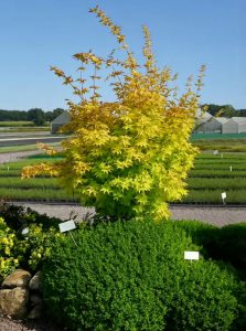 Fächer-Ahorn 'Summer Gold' / Acer palmatum 'Summer Gold'