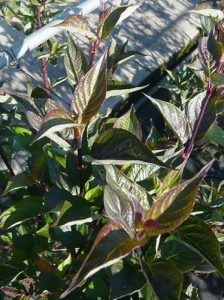 Schwarzrindiger Hartriegel 'Kesselringii' / Cornus alba 'Kesselringii'