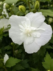 Garten-Eibisch 'White Chiffon' / Hibiscus syriacus 'White Chiffon ®'
