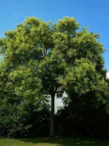 Japanischer Schnurbaum / Perlschnurbaum / Honigbaum / Sophora japonica / Styphnolobium japonicum