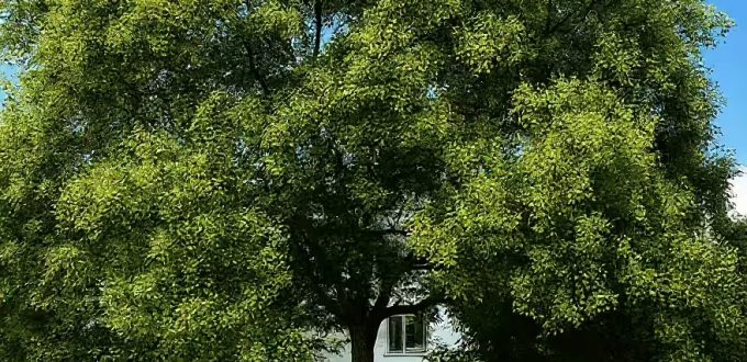 Japanischer Schnurbaum / Perlschnurbaum / Honigbaum / Sophora japonica / Styphnolobium japonicum