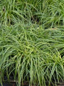Grüne-Gold-Segge 'Greenwell (J.S.)' / Carex oshimensis 'Greenwell (J.S.)'