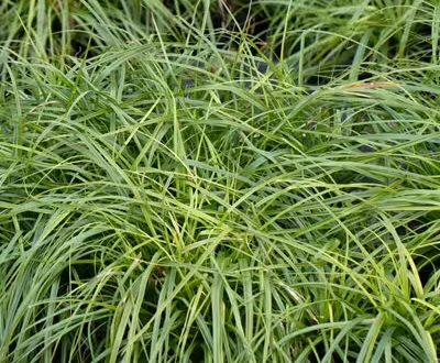 Grüne-Gold-Segge 'Greenwell (J.S.)' / Carex oshimensis 'Greenwell (J.S.)'