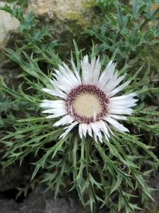 Silberdistel / Carlina acaulis ssp. simplex