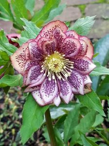 Frühlings Nieswurz 'Apricot' / Helleborus orientalis 'Apricot'