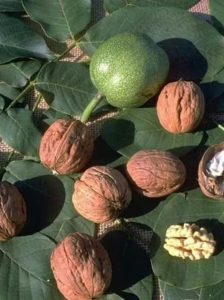 Gemeine Walnuss 'Ronde Montignac' / Edelnuss 'Ronde Montignac' / Juglans regia 'Ronde Montignac'