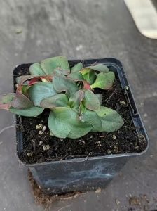 Ungarischer Steppen Blauschleier Limonium gmelinii subsp. hungaricum