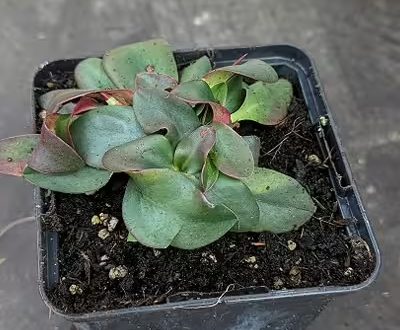 Ungarischer Steppen Blauschleier Limonium gmelinii subsp. hungaricum