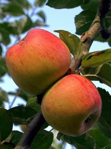 Apfel 'Goldpermäne' / Apfel 'Wintergoldpermäne' / Malus domestica 'Goldpermäne'