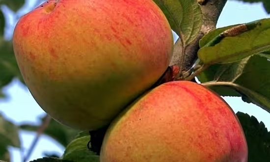 Apfel 'Goldpermäne' / Apfel 'Wintergoldpermäne' / Malus domestica 'Goldpermäne'