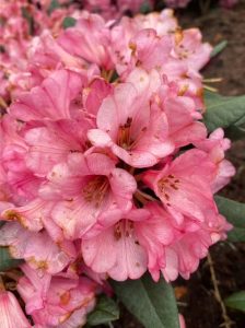 Rhododendron 'Wine & Roses' auf Stamm / Rhododendron Hybride 'Wine & Roses' auf Stamm