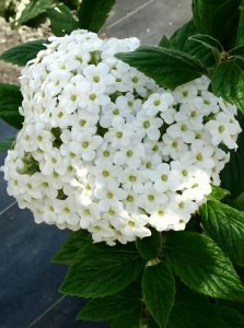 Oster-Schneeball / Duft-Schneeball / Viburnum burkwoodii