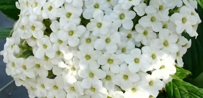 Oster-Schneeball / Duft-Schneeball / Viburnum burkwoodii