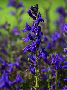 Lobelie 'Blaue Auslese' / Lobelia siphilitica 'Blaue Auslese'