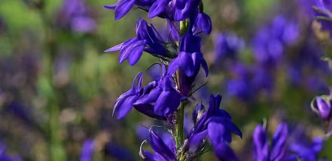 Lobelie 'Blaue Auslese' / Lobelia siphilitica 'Blaue Auslese'