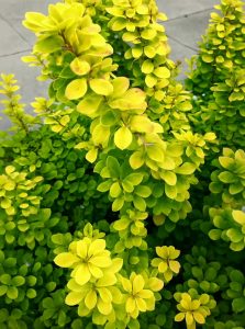 Gelbe Säulen-Berberitze 'Golden Torch' / Berberis thunbergii 'Golden Torch'®