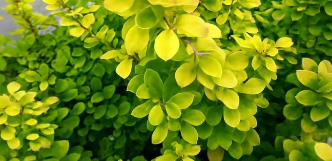 Gelbe Säulen-Berberitze 'Golden Torch' / Berberis thunbergii 'Golden Torch'®