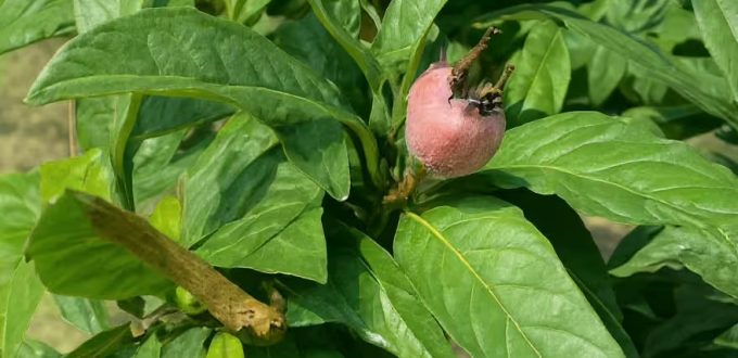 Deutsche Mispel 'Westerveld' / Mespilus germanica 'Westerveld'