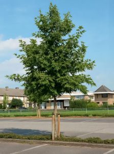 Schlitzblättrige Orientalische Platane 'Digitata' / Platanus orientalis 'Digitata'