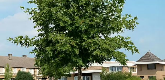 Schlitzblättrige Orientalische Platane 'Digitata' / Platanus orientalis 'Digitata'