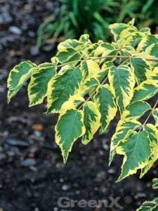 Gelbbunte Aralie / Gold-Aralie / Aralia elata 'Aureovariegata'