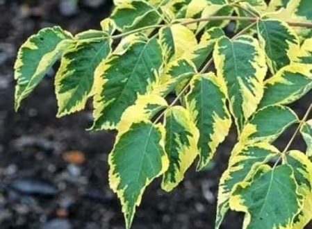 Gelbbunte Aralie / Gold-Aralie / Aralia elata 'Aureovariegata'