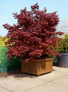 Japanischer Fächer-Ahorn 'Moonfire' / Acer palmatum 'Moonfire'