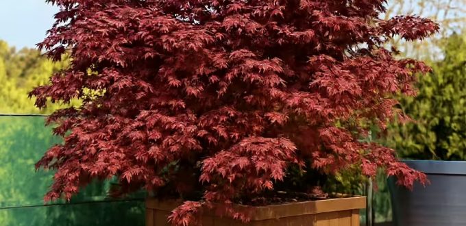 Japanischer Fächer-Ahorn 'Moonfire' / Acer palmatum 'Moonfire'
