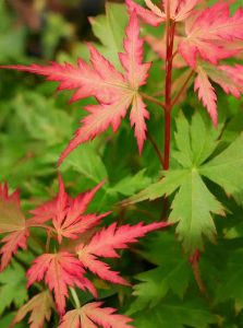 Japanischer Fächer-Ahorn 'Wilson's Pink Dwarf' / Acer palmatum 'Wilson's Pink Dwarf'