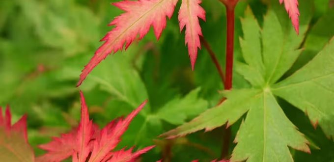 Japanischer Fächer-Ahorn 'Wilson's Pink Dwarf' / Acer palmatum 'Wilson's Pink Dwarf'