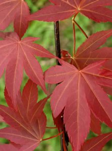 Japanischer Fächer-Ahorn 'Yezo-nishiki' / Acer palmatum 'Yezo-nishiki'