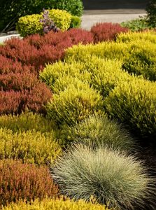Besenheide / Heidekraut / Calluna vulgaris