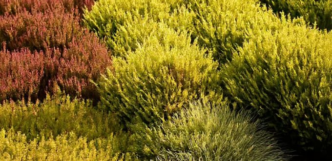 Besenheide / Heidekraut / Calluna vulgaris
