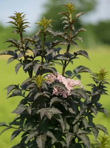 Schwarzer Säulenholunder 'Black Tower ®' / Sambucus nigra 'Black Tower ®'