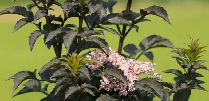 Schwarzer Säulenholunder 'Black Tower ®' / Sambucus nigra 'Black Tower ®'