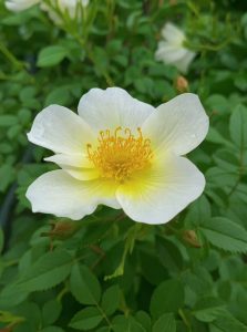 Zwergrose 'Sonnenröschen' ® / Rosa 'Sonnenröschen' ®