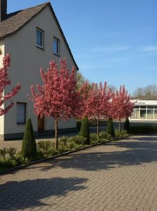 Echter Rotdorn 'Paul's Scarlet' / Crataegus laevigata 'Paul's Scarlet'