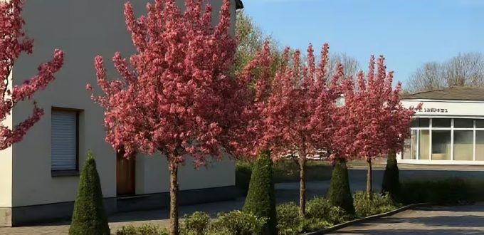 Echter Rotdorn 'Paul's Scarlet' / Crataegus laevigata 'Paul's Scarlet'