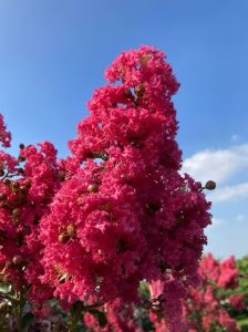 Indische Lagerströmie 'Tuscarora' / Lagerstroemia indica 'Tuscarora'