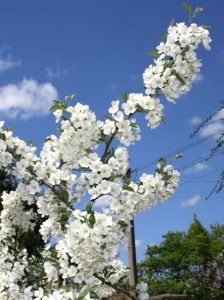 Zierapfel ’Tina‘ / Malus toringo ’Tina‘